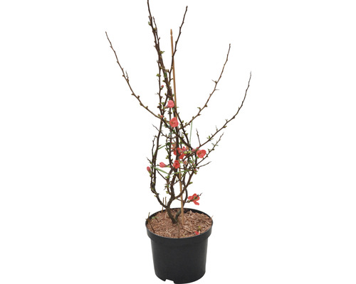 FLORASELF Japanse kwee Chaenomeles speciosa 'Friesdorfer' potmaat 4,5 liter H 40-60 cm FLORASELF Japanse kwee Chaenomeles speciosa 'Friesdorfer' potmaat 4,5 liter H 40-60 cm