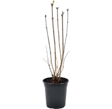 Jonge struik in een pot