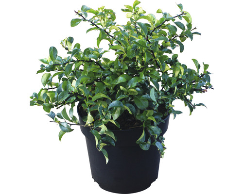 FLORASELF Japanse kwee Chaenomeles speciosa 'Jet Trail' potmaat 4,5 liter H 40-60 cm FLORASELF Japanse kwee Chaenomeles speciosa 'Jet Trail' potmaat 4,5 liter H 40-60 cm