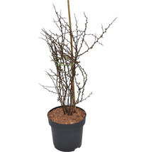 Sleedoorn in pot met bamboestok