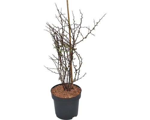 FLORASELF Japanse kwee Chaenomeles speciosa 'Red Joy' potmaat 4,5 liter H 40-60 cm FLORASELF Japanse kwee Chaenomeles speciosa 'Red Joy' potmaat 4,5 liter H 40-60 cm