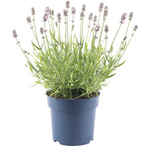 Lavendel in pot