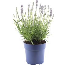 Lavendel in een pot