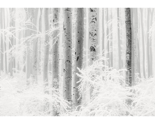 KOMAR Fotobehang vlies R4-043 RAW Winter Wood 400x280 cm