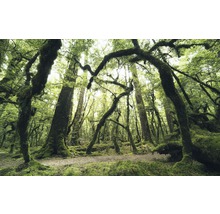 Boslandschap met mosbegroeide bomen