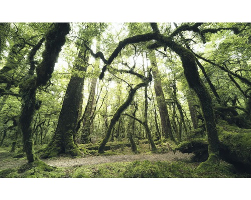 KOMAR Fotobehang vlies SHX9-104 Wanderlust - Stefan Hefele Ancient Green 450x280 cm