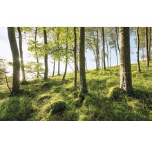 Licht bos met bomen en gras