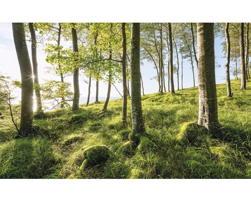 KOMAR Fotobehang vlies SHX9-102 Wanderlust - Stefan Hefele Beech Spectacle 450x280 cm KOMAR Fotobehang vlies SHX9-102 Wanderlust - Stefan Hefele Beech Spectacle 450x280 cm