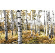 Bos met berkenstammen en herfstbladeren