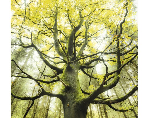 KOMAR Fotobehang vlies SHX6-020 Wanderlust - Stefan Hefele The Dreamtree 300x280 cm KOMAR Fotobehang vlies SHX6-020 Wanderlust - Stefan Hefele The Dreamtree 300x280 cm