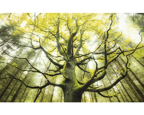 KOMAR Fotobehang vlies SHX9-020 Wanderlust - Stefan Hefele The Dream Tree 450x280 cm