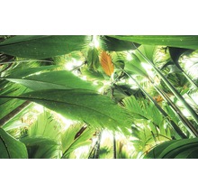 Aanzicht van palmbladeren van onderaf