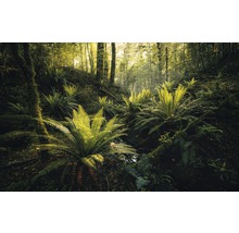Bosscène met varens en bomen
