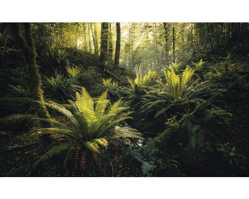 KOMAR Fotobehang vlies SHX9-110 Wanderlust - Stefan Hefele Fjordland Woods 450x280 cm KOMAR Fotobehang vlies SHX9-110 Wanderlust - Stefan Hefele Fjordland Woods 450x280 cm