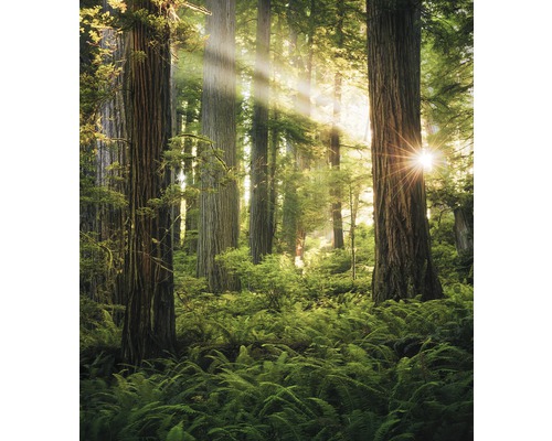 KOMAR Fotobehang vlies SHX5-037 Wanderlust - Stefan Hefele Goblins Woods 250x280 cm