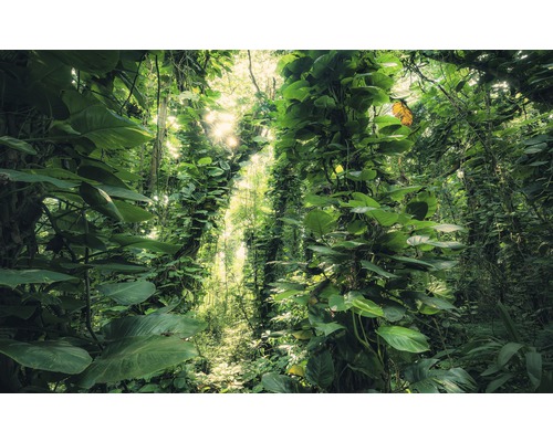 KOMAR Fotobehang vlies SHX9-114 Wanderlust - Stefan Hefele Green Leaves 450x280 cm