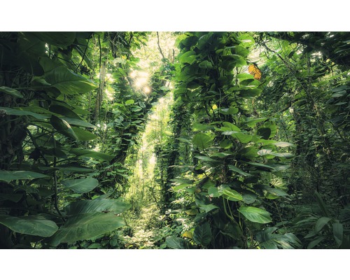 KOMAR Fotobehang vlies SHX9-114 Wanderlust - Stefan Hefele Green Leaves 450x280 cm KOMAR Fotobehang vlies SHX9-114 Wanderlust - Stefan Hefele Green Leaves 450x280 cm