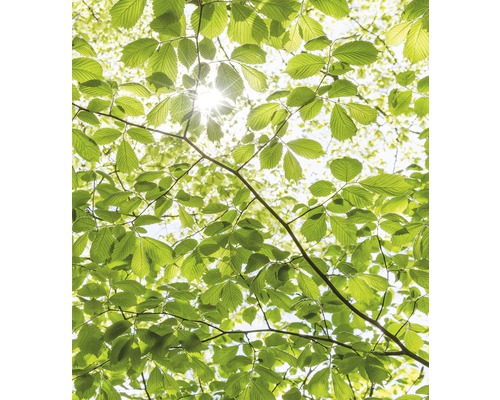 KOMAR Fotobehang vlies SHX5-045 Wanderlust - Stefan Hefele In the spring forest 250x280 cm