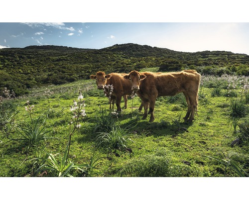 KOMAR Fotobehang vlies SHX9-051 Wanderlust - Stefan Hefele Cow Paradise 450x280 cm