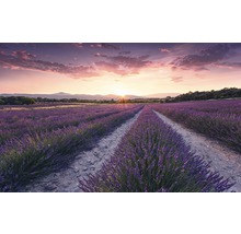 Lavendelveld bij zonsopgang