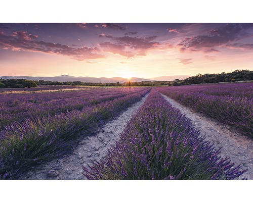 KOMAR Fotobehang vlies SHX9-052 Wanderlust - Stefan Hefele Lavender Dream 450x280 cm KOMAR Fotobehang vlies SHX9-052 Wanderlust - Stefan Hefele Lavender Dream 450x280 cm