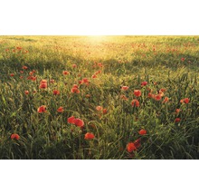 Veld met klaprozen in tegenlicht