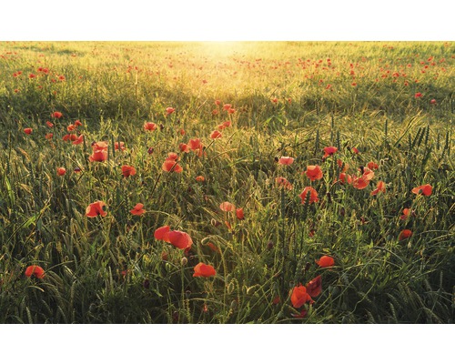 KOMAR Fotobehang vlies SHX9-071 Wanderlust - Stefan Hefele Poppy World 450x280 cm