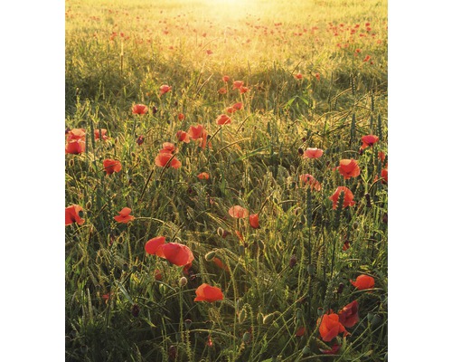 KOMAR Fotobehang vlies SHX5-071 Wanderlust - Stefan Hefele Poppy World 250x280 cm