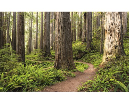 KOMAR Fotobehang vlies SHX9-077 Wanderlust - Stefan Hefele Redwood Trail 450x280 cm