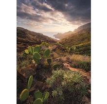 Landschap met kustlijn, heuvels, wolken en cactussen