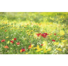 Weide met gele en rode bloemen