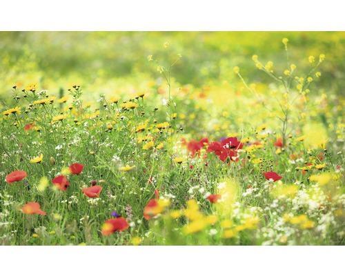 KOMAR Fotobehang vlies SHX9-094 Wanderlust - Stefan Hefele Meadow Magic II 450x280 cm KOMAR Fotobehang vlies SHX9-094 Wanderlust - Stefan Hefele Meadow Magic II 450x280 cm