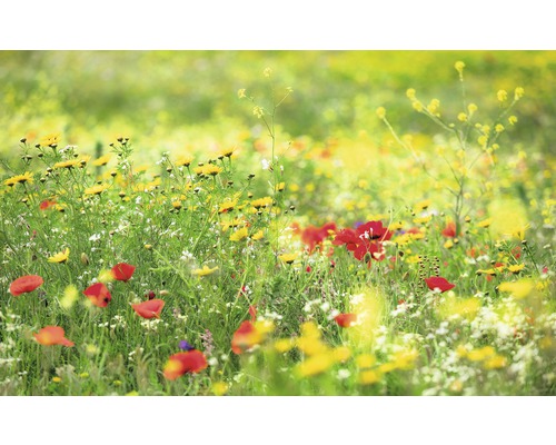 KOMAR Fotobehang vlies SHX9-094 Wanderlust - Stefan Hefele Meadow Magic II 450x280 cm