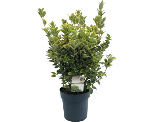 Groenblijvende kardinaalsmuts in pot