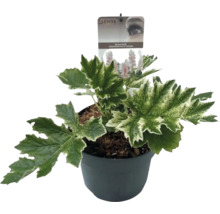 Acanthus Whitewater Sense in pot
