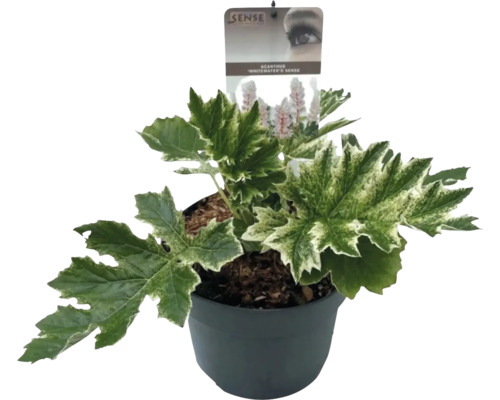 Acanthus Whitewater Sense in pot