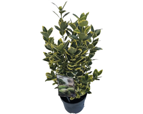 Euonymus fortunei in een pot