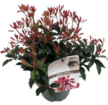 Japanse rotsheide in pot