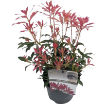 Japanse Pieris in pot