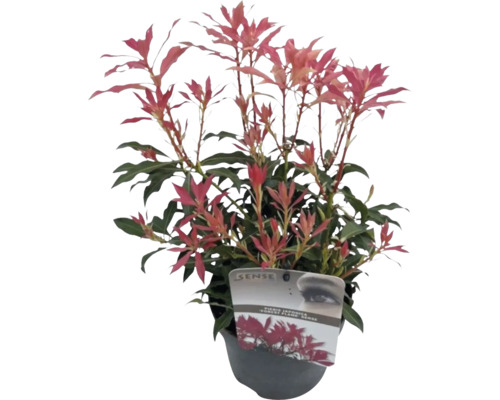Japanse Pieris in pot