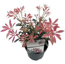 Japanse hulst in pot