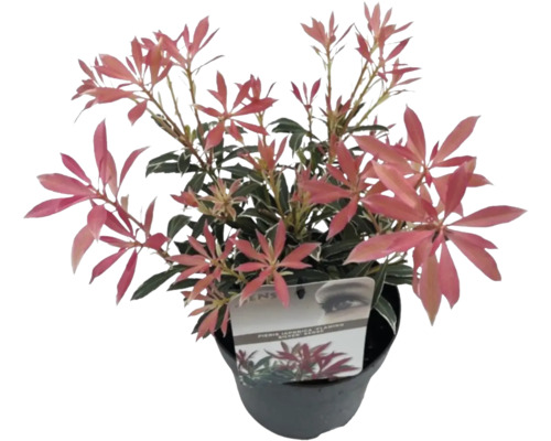 Japanse hulst in pot