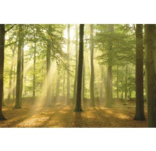 REINDERS Poster Sunbeam Forest 61x91,5 cm