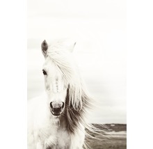REINDERS Poster White Horse 61x91,5 cm