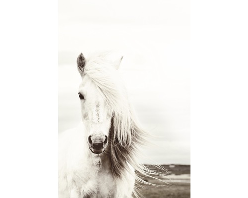 REINDERS Poster White Horse 61x91,5 cm