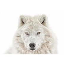 REINDERS Poster Wolf Head 61x91,5 cm