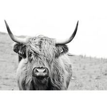 Zwart-witfoto van een Schotse hooglander met hoorns