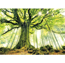 Foto van een loofbos met grote bomen en zonnestralen