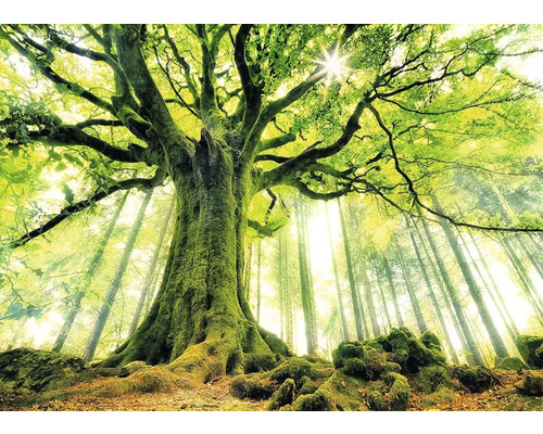 Foto van een loofbos met grote bomen en zonnestralen