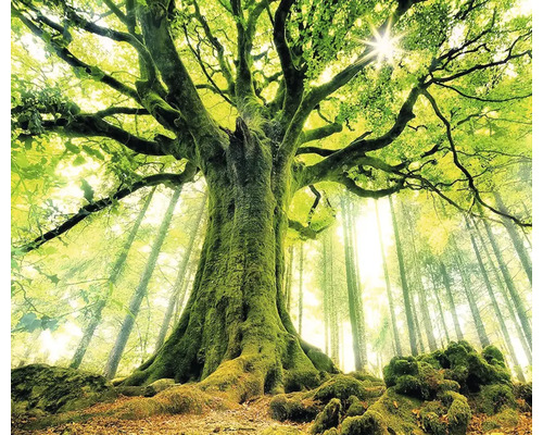 Bosscène met een grote boom en zonlicht